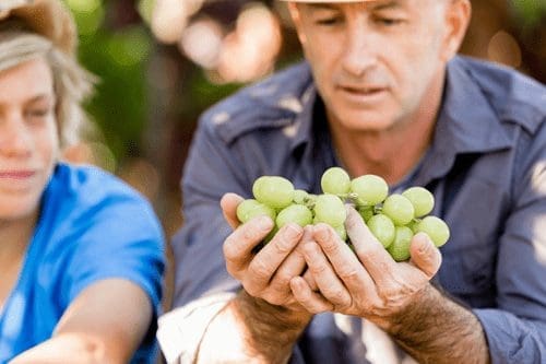 Father and son with grapes at a winery